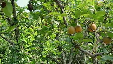 4k实拍梨树水果种植农业经济视频的预览图